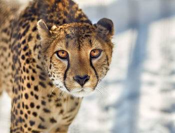 Close-up portrait of cheetah