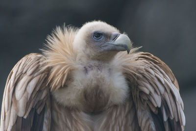 Close-up of eagle