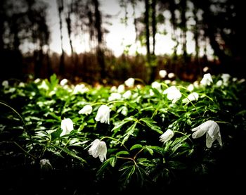 Close-up of white flowers blooming in field