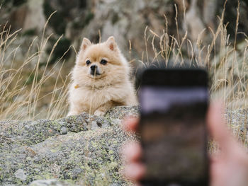 Close-up of dog