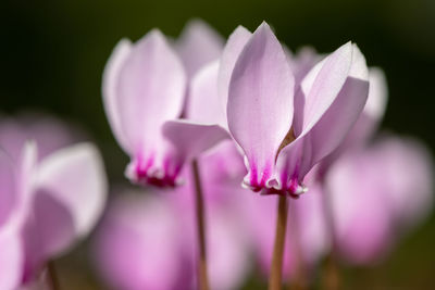 Close up of ivy leaved cyclamen flowers in bloom