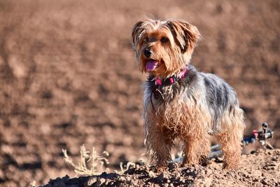 Dog standing on dirt field