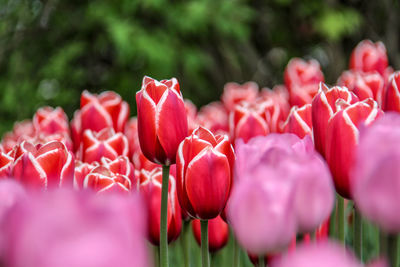 Close-up of red tulips in park