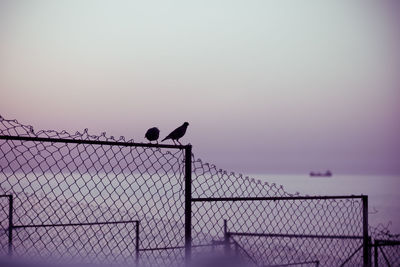 Birds perching on fence against sky during sunset