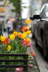 Close-up of yellow tulips