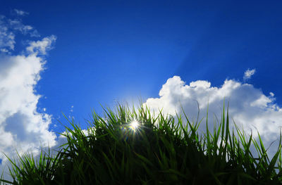 Low angle view of plants against blue sky