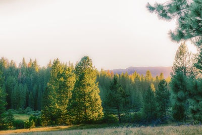 Trees growing against clear sky