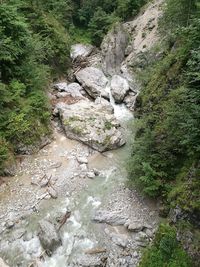 High angle view of river amidst trees in forest