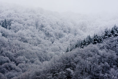 Scenic view of snow covered land