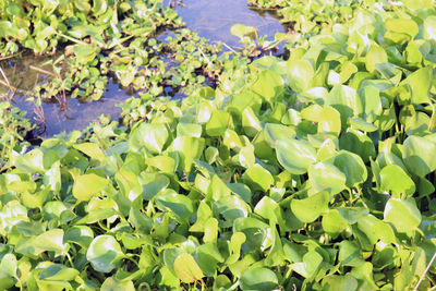 High angle view of leaves floating on pond