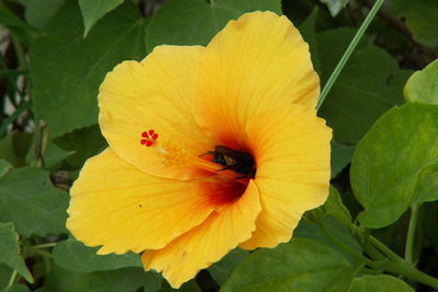 Close-up of yellow flower blooming outdoors