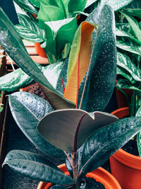 High angle view of potted plants