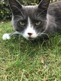 Close-up portrait of a cat