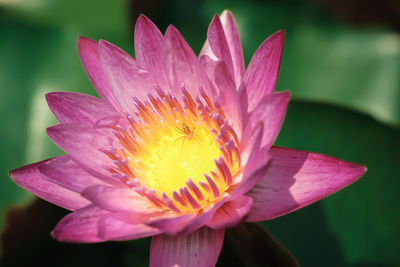 Close-up of purple water lily