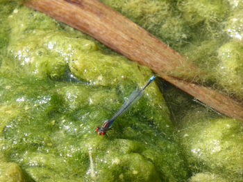 High angle view of crab in water