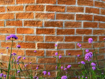 Close-up of pink flowering plant against brick wall