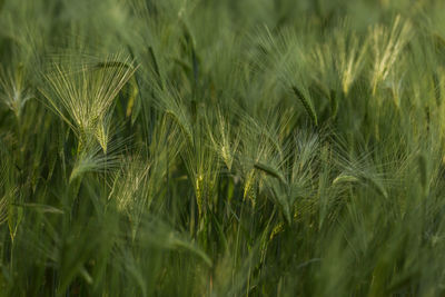 Close-up of wheat growing on field