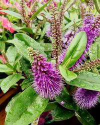 Close-up of purple flowers