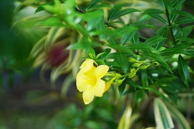 Close-up of yellow flowering plant