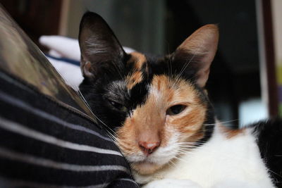 Close-up portrait of a cat