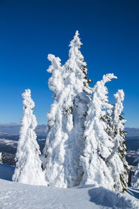 Low angle view of snow covered trees against blue sky