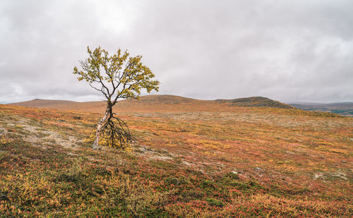 Plant growing on land against sky