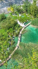 High angle view of river amidst trees in forest