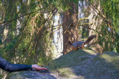 Man climbing on tree in forest