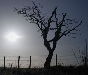 Bare tree on field against sky