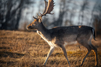 Deer in a field during golden hour