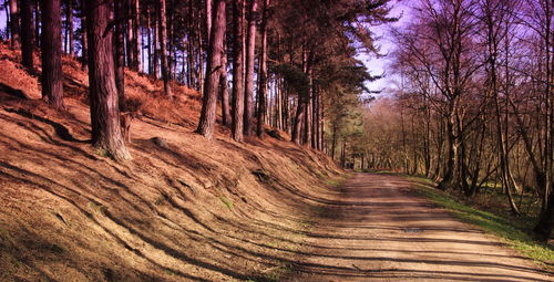 Road passing through forest