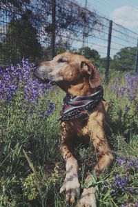 Dog looking away in flower field