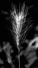 Close-up of stalks against black background