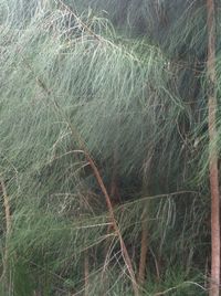 Close-up of grass