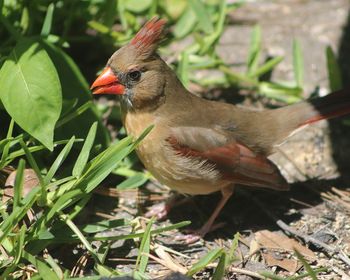 Close-up of bird perching on a field