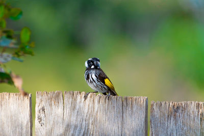 Close-up of bird perching on wood