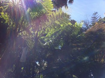 Low angle view of trees against sky on sunny day