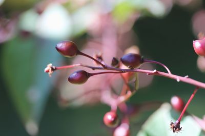 Close-up of berries growing on tree