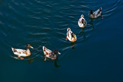 High angle view of ducks swimming in lake