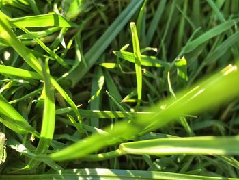 Close-up of insect on plant
