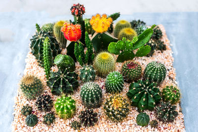 High angle view of cactus flower pot