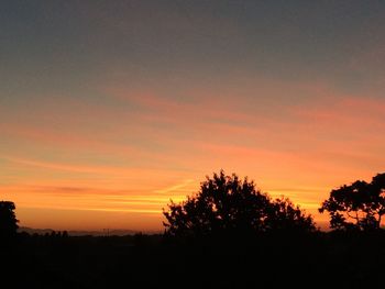 Silhouette of trees at sunset