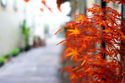 Close-up of maple leaves on tree