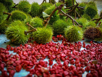 Close-up of fruits growing on tree