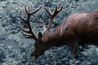 Deer in a field