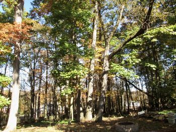 Trees growing in forest