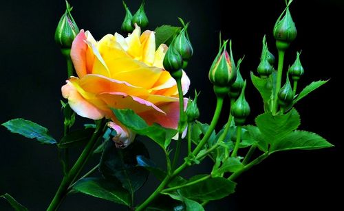 Close-up of yellow flowers blooming against black background