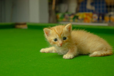 Portrait of kitten