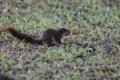 Squirrel on a field