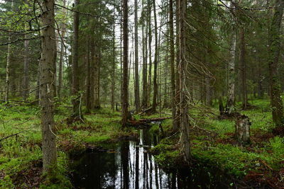 Spring brook between forest tree roots